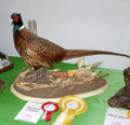 2010-phasianus